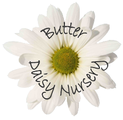 Butter Daisy